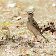 Blyth's Pipit