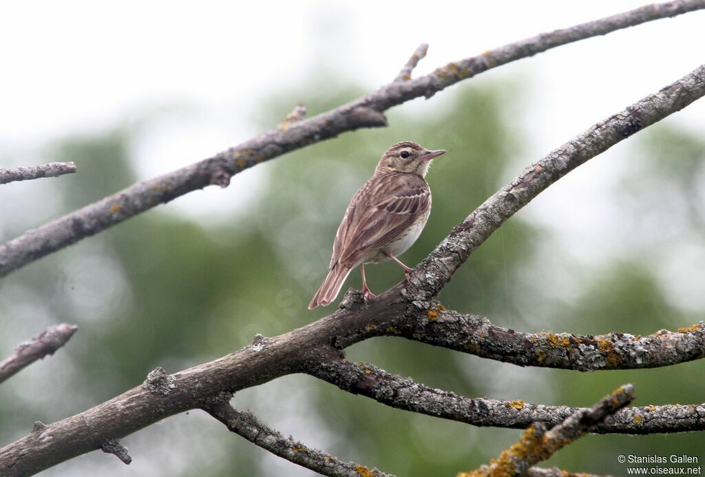 Pipit des arbresadulte transition