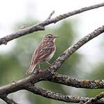 Pipit des arbres