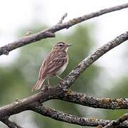 Pipit des arbres