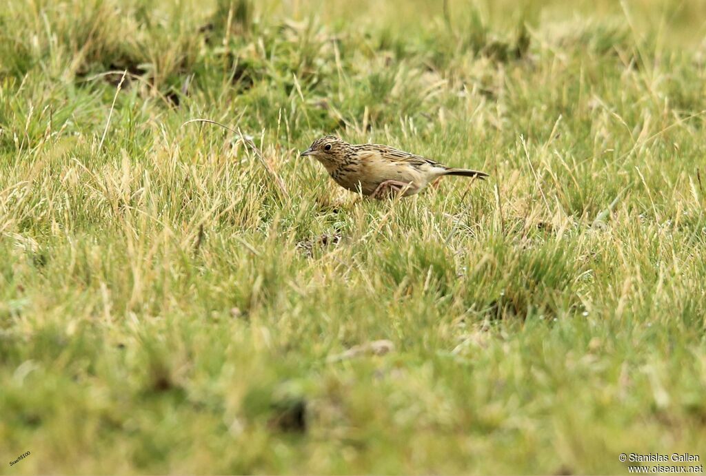 Pipit du paramoadulte, marche, pêche/chasse