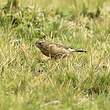 Pipit du paramo