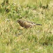 Paramo Pipit