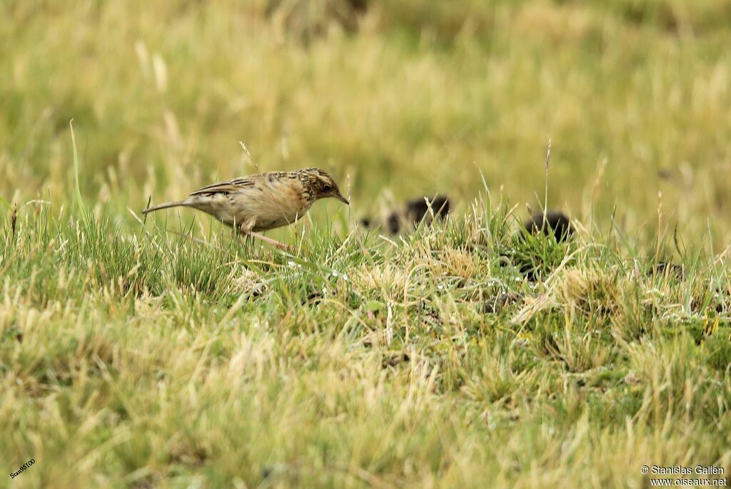 Pipit du paramoadulte, marche, pêche/chasse