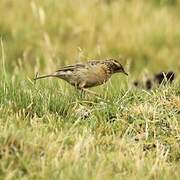 Pipit du paramo