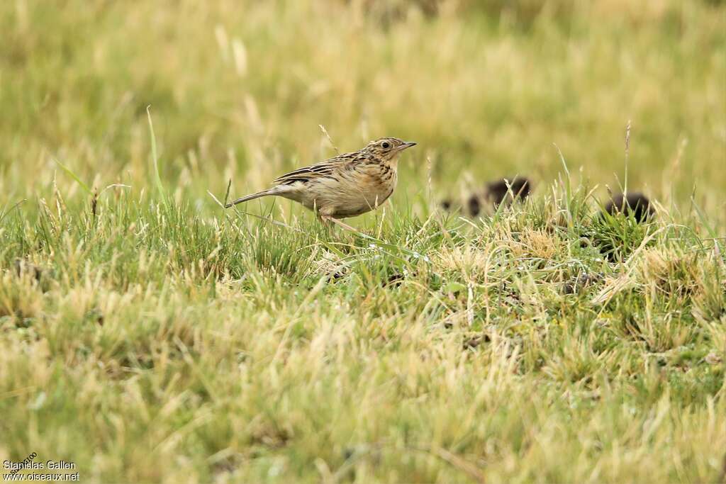 Pipit du paramoadulte, identification, marche, pêche/chasse