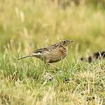 Pipit du paramo