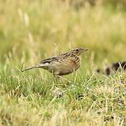 Paramo Pipit