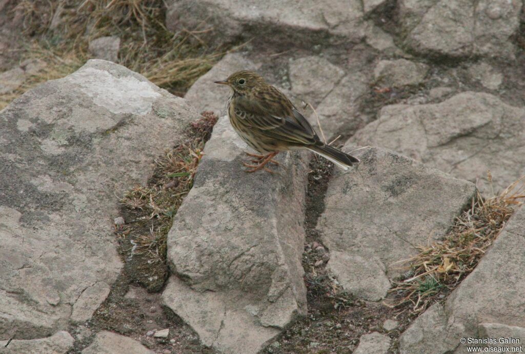 Pipit farlouseadulte transition