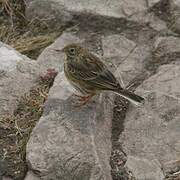 Pipit farlouse