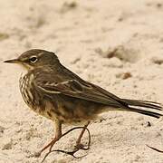 European Rock Pipit