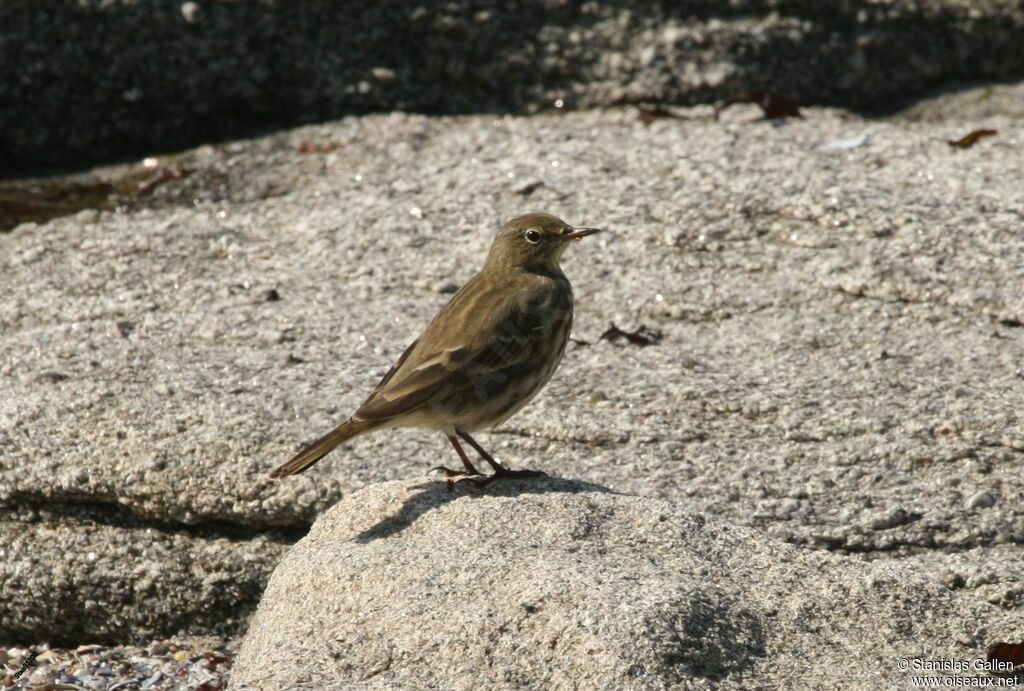 Pipit maritimeadulte