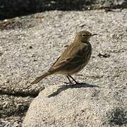 European Rock Pipit