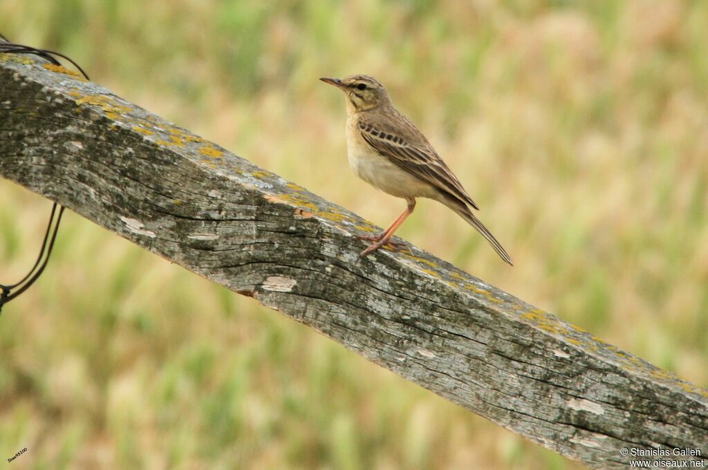 Pipit rousselineadulte nuptial