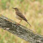 Pipit rousseline