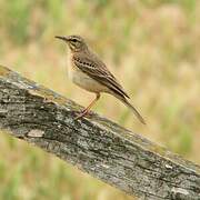 Tawny Pipit