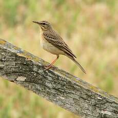 Pipit rousseline