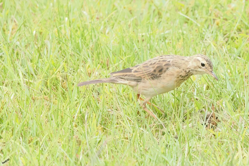 Pipit roussetadulte, marche