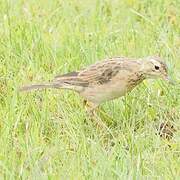 Paddyfield Pipit