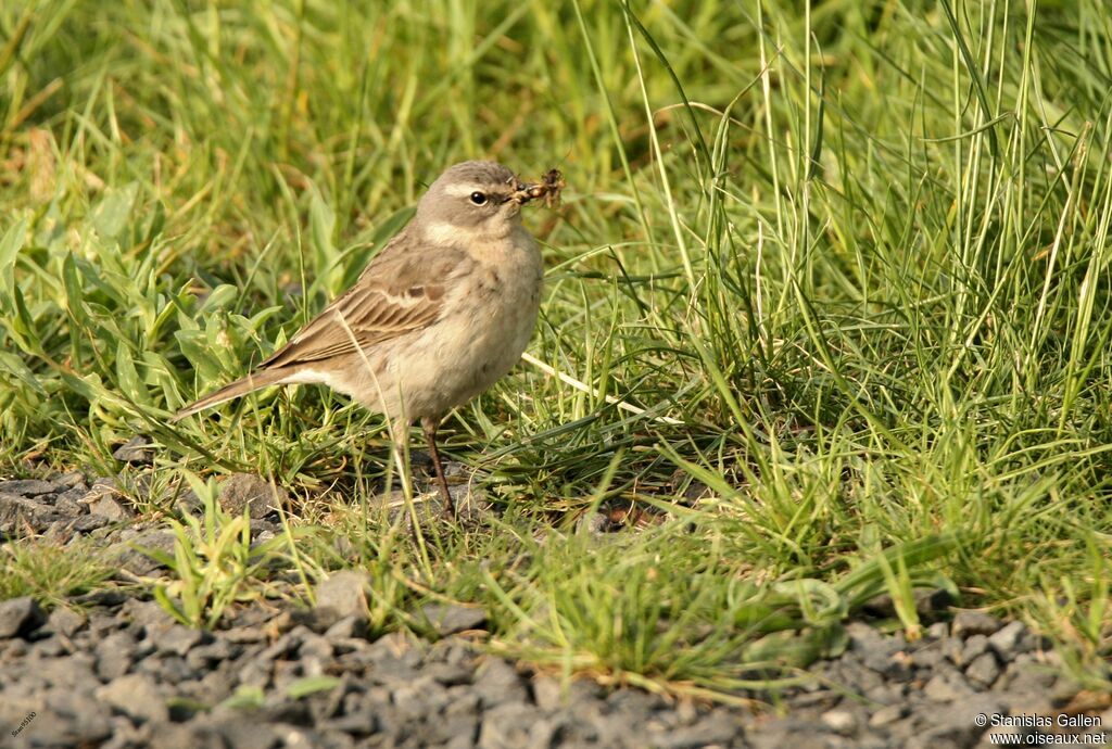 Water Pipit female adult, walking, fishing/hunting, Reproduction-nesting