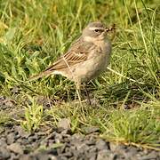 Water Pipit