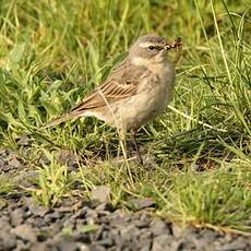 Pipit spioncelle