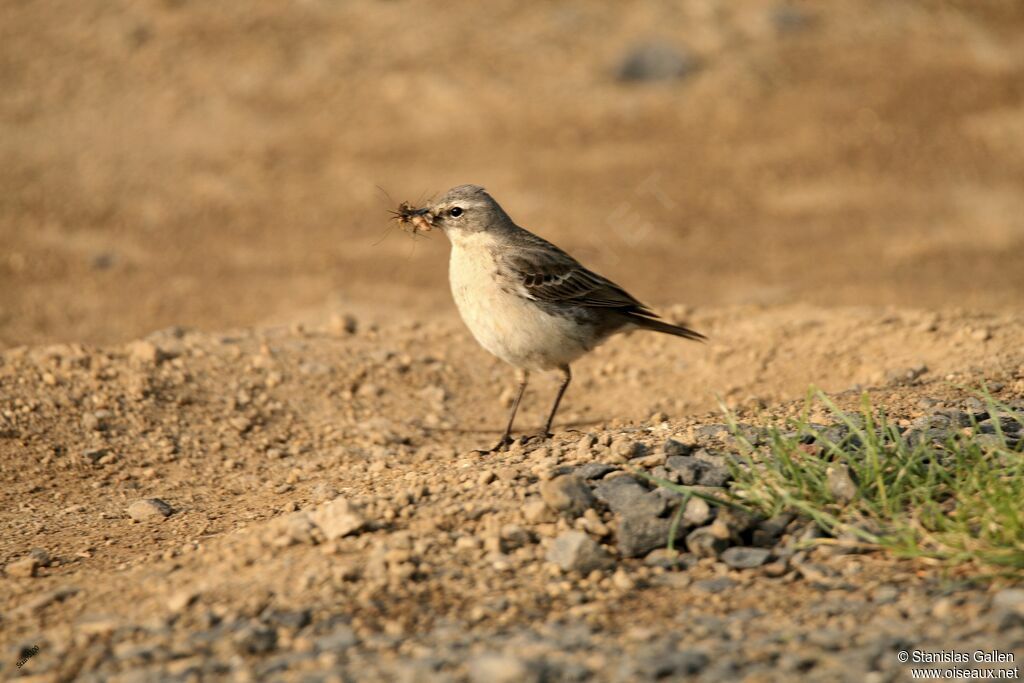 Pipit spioncelle femelle adulte nuptial, marche, pêche/chasse, Nidification