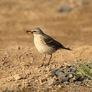 Water Pipit