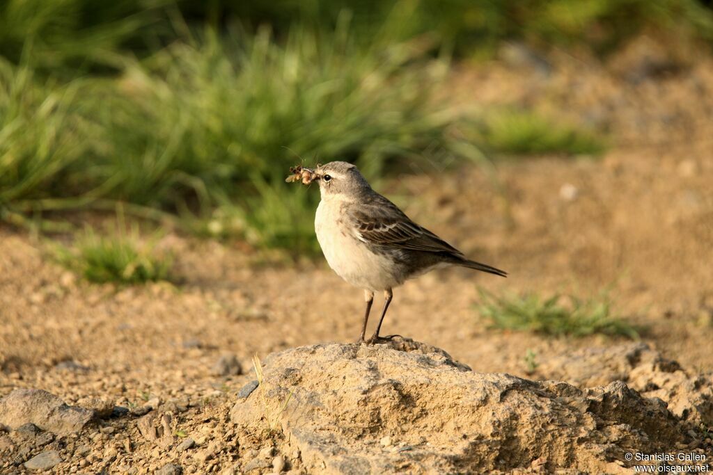 Pipit spioncelleadulte nuptial, marche, pêche/chasse, Nidification