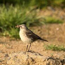 Pipit spioncelle