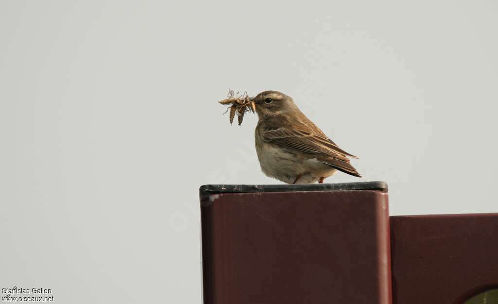 Pipit spioncelleadulte, régime, pêche/chasse