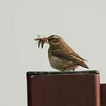 Pipit spioncelle