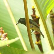 Olive-streaked Flycatcher