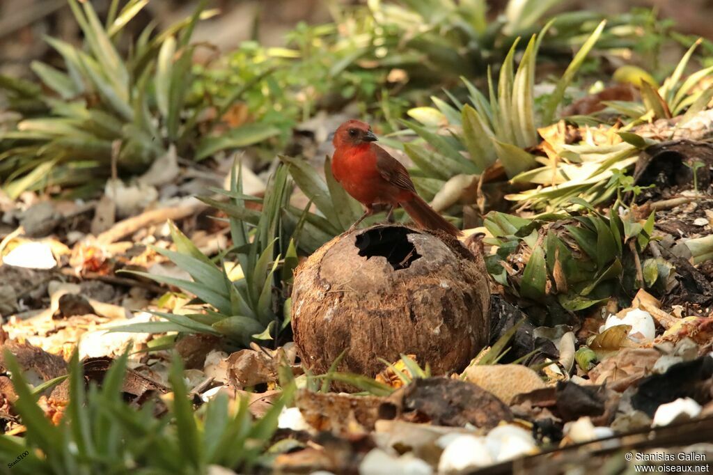 Hepatic Tanager male adult breeding, eats