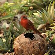 Hepatic Tanager