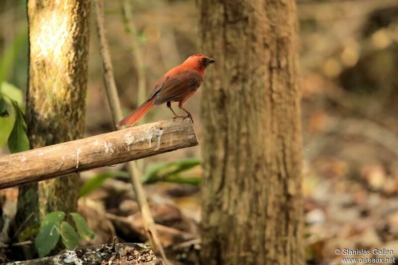 Hepatic Tanager male adult breeding