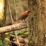 Hepatic Tanager