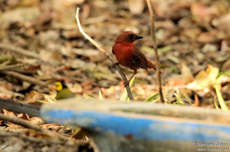 Hepatic Tanager male adult breeding