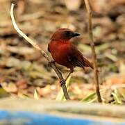 Hepatic Tanager