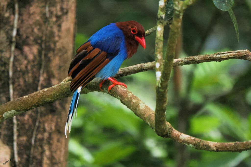 Sri Lanka Blue Magpieadult