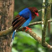 Sri Lanka Blue Magpie