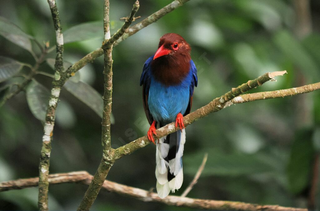 Sri Lanka Blue Magpieadult