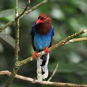 Sri Lanka Blue Magpie