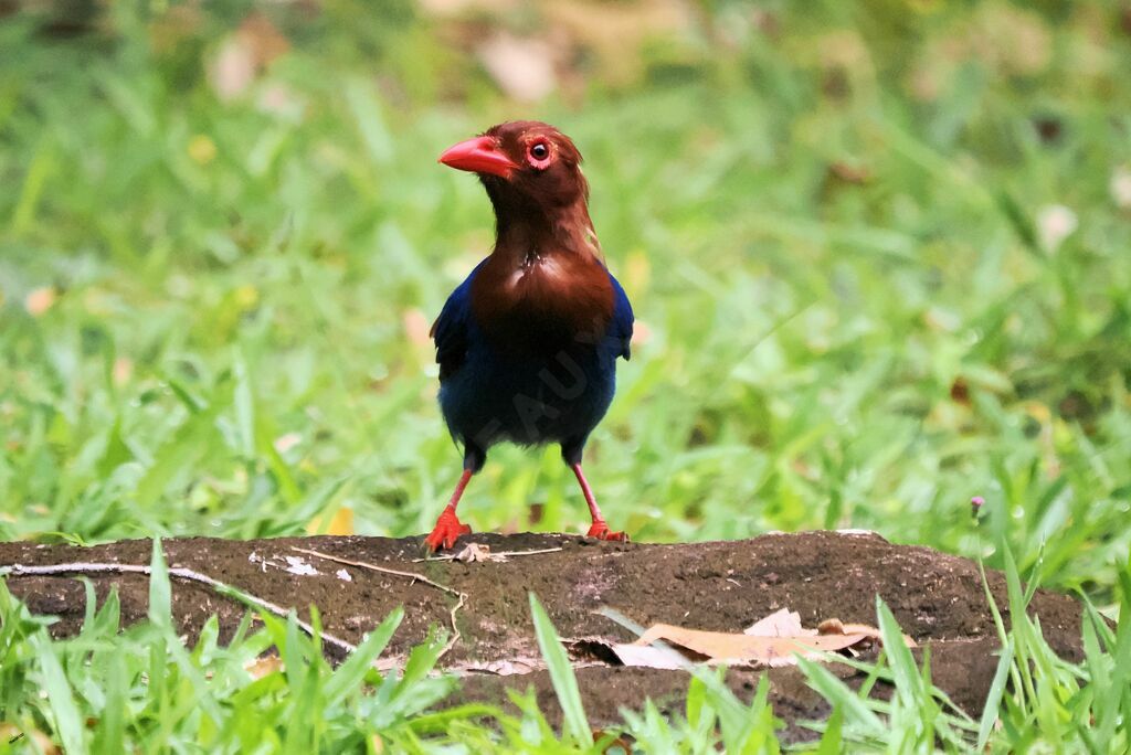 Sri Lanka Blue Magpieadult, walking