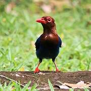 Sri Lanka Blue Magpie