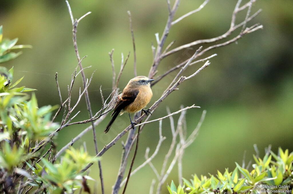 Brown-backed Chat-Tyrantadult