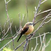 Brown-backed Chat-Tyrant