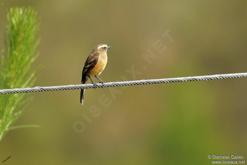Brown-backed Chat-Tyrant male adult breeding