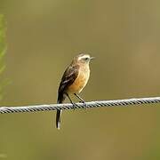 Brown-backed Chat-Tyrant