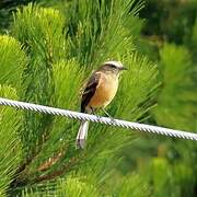 Brown-backed Chat-Tyrant